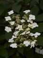 Hydrangea heteromalla Hortensja miękkowłosa